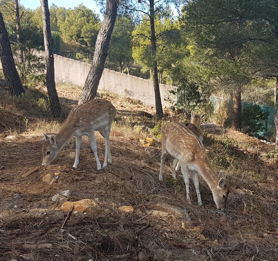 La Palmeraie Des Calanques Hotell Ensues-la-Redonne Eksteriør bilde